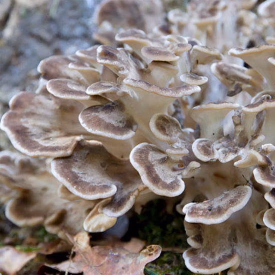 Extrait de poudre de champignon Maitake Extrait de Grifola Frondosa